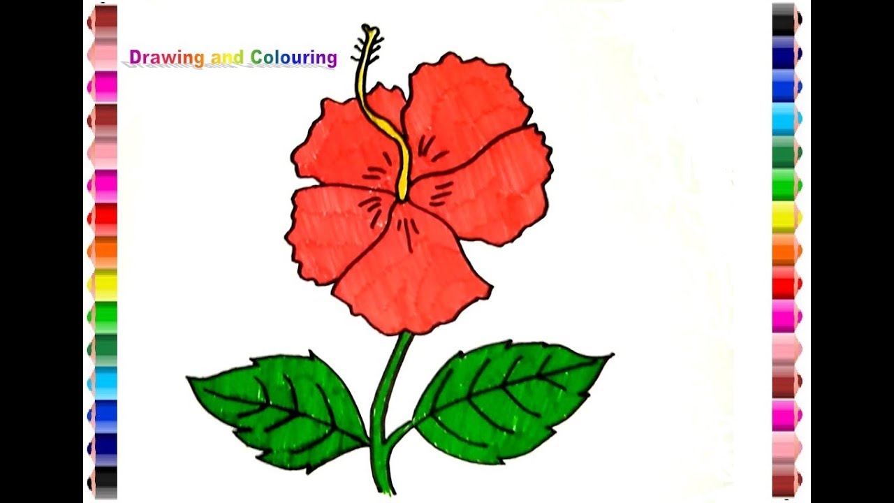 How to draw and colouring hibiscus flower (gambar bunga ...