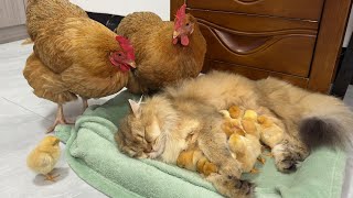 The hen actually abandoned her chicks! Let the cat help keep the chicks. So funny and cute animals