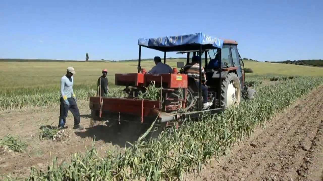 Hew Holland 80-66S & Arrancadora-Atadora de Ajos Erme. Ajo de primavera