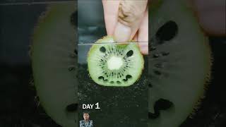 Kiwi Slice in Soil Time Lapse