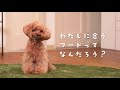 犬用プレミアムフード【メディコートアドバンス】