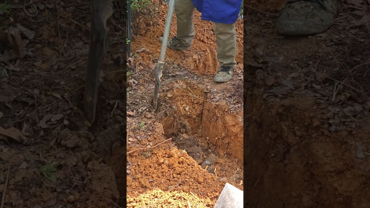 The process of digging up the roots of a large tree