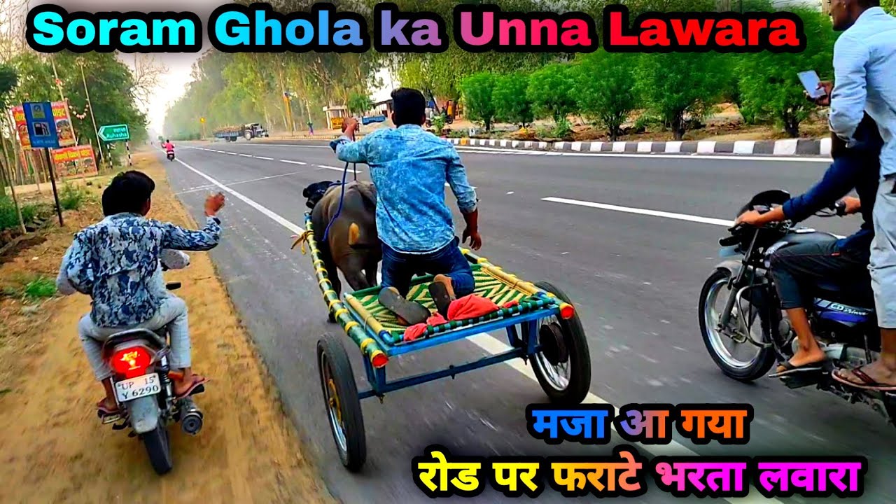 Jhota race  Aarav  Soram Goyla  unna Lawara  9520511955  For sale  new jhota race 2021