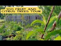 Over 100 fruit trees and citrus tour  1acre food forest permaculture