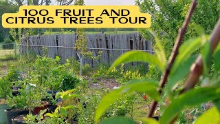 OVER 100 FRUIT TREES AND CITRUS TOUR | 1ACRE FOOD FOREST| PERMACULTURE