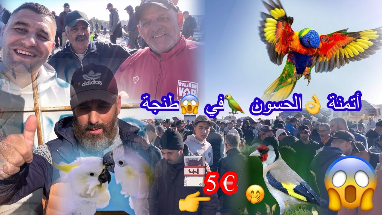 الحسون#في🦅طنجة#_أتمنة _🥮 مناسبة 👊كبيرة ##9anat tanger #tanger 😱🚨 🇲🇦🇸🇦شوفتوا