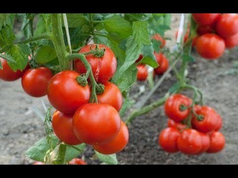 Video: Hoe Maak Je Tomaten- En Peperlecho Thuis?