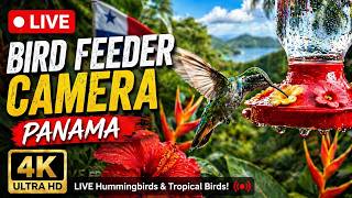 LIVE 4K Hummingbird Feeder Cam in Panama 🇵🇦 (Tropical Birds 24/7)