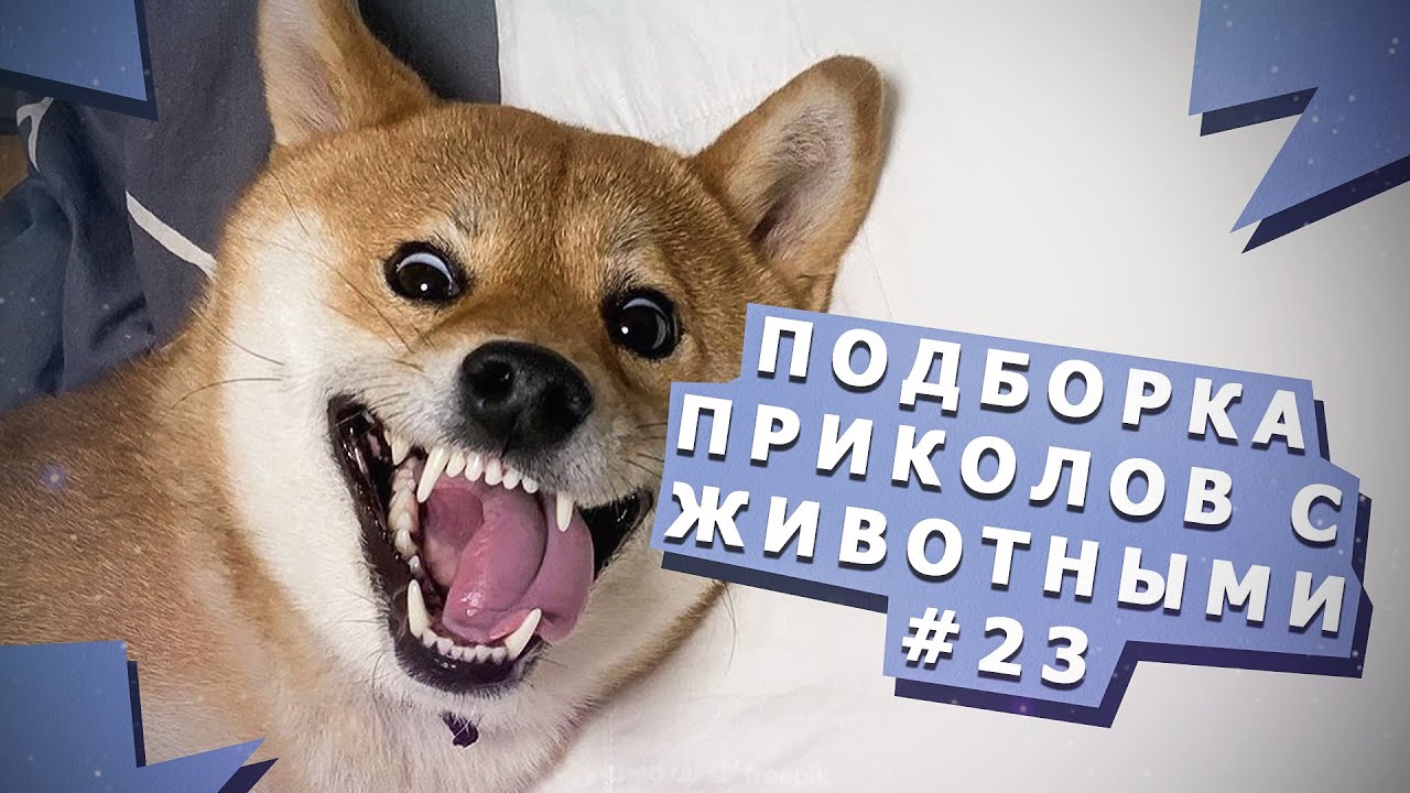 Милые и смешные  животные #23 Cute and Funny animals #23