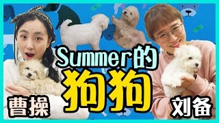 summer的狗狗曹操和劉備! | 小伶玩具 Xiaoling toys
