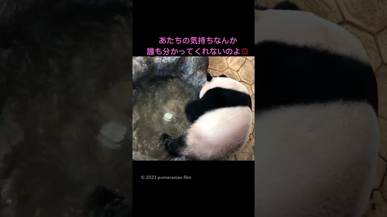 【🌸桜浜💢ご機嫌斜め💦💦水バシャバシャ】’18.11📷 #桜浜 #櫻浜 #ouhin #yingbang #🐼 #パンダ #panda #双子 #cute #china #chengdu