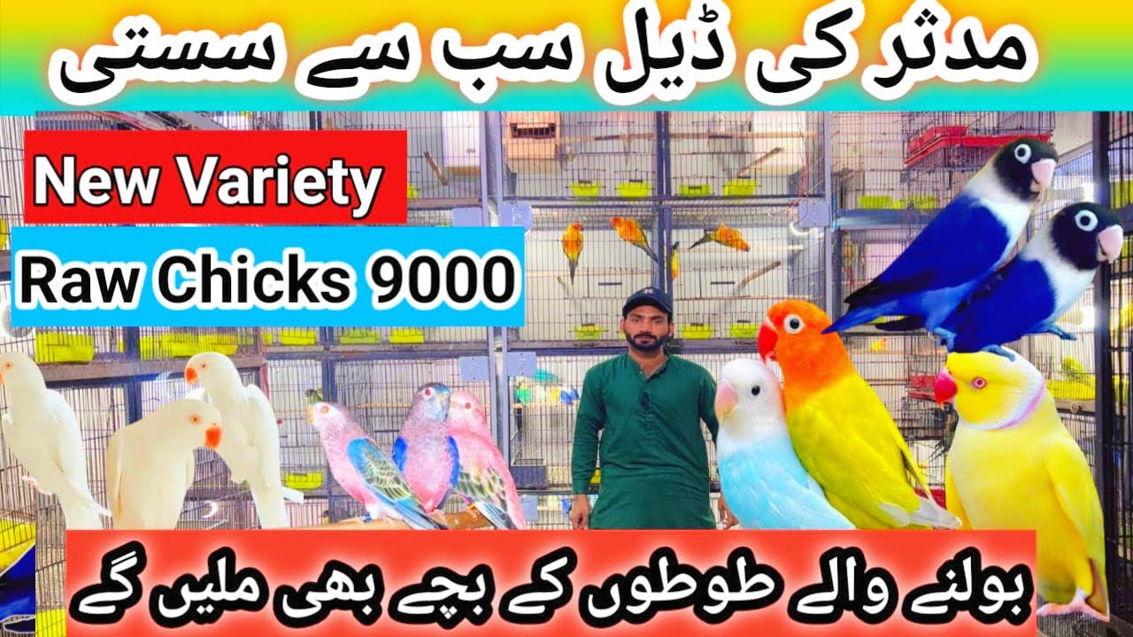 Raw chicks 9000 ❤️ Sunchick Granted Breeder pair 😍 Sunday Birds Market sa sasti Birds ❤️