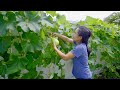 Harvesting Asian vegetables in mid-summer - What can grow in the heat?