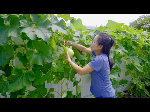 Harvesting Asian vegetables in mid-summer - What can grow in the heat?