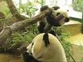 Panda Baby Fu Long, Vienna Zoo