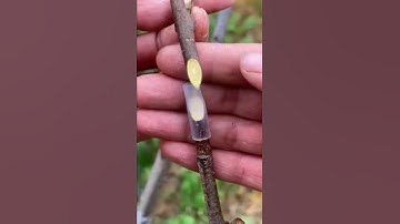 Easiest Grafting Technique On Fruit Trees #shorts #grafting #fruit #tree