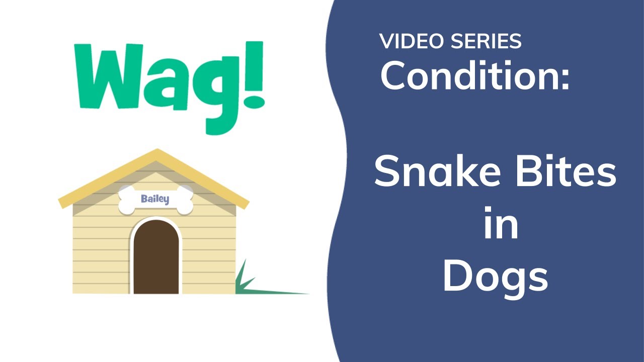 Snake Bite In Dogs - Signs, Causes, Diagnosis, Treatment, Recovery,  Management, Cost