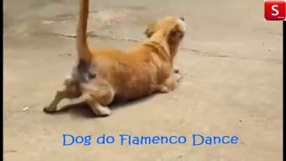 Dog Do Flamenco Dance