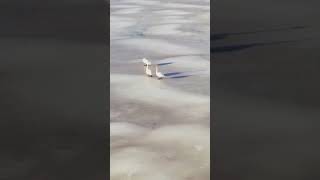 Апрельский Лёд Ладоги. Любовь Уставших Лебедей     🦢🦢🦢