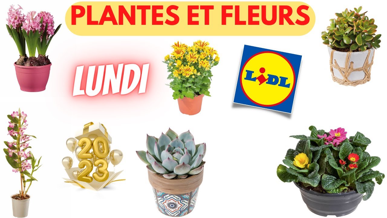 Plantes Et Fleurs Lidl