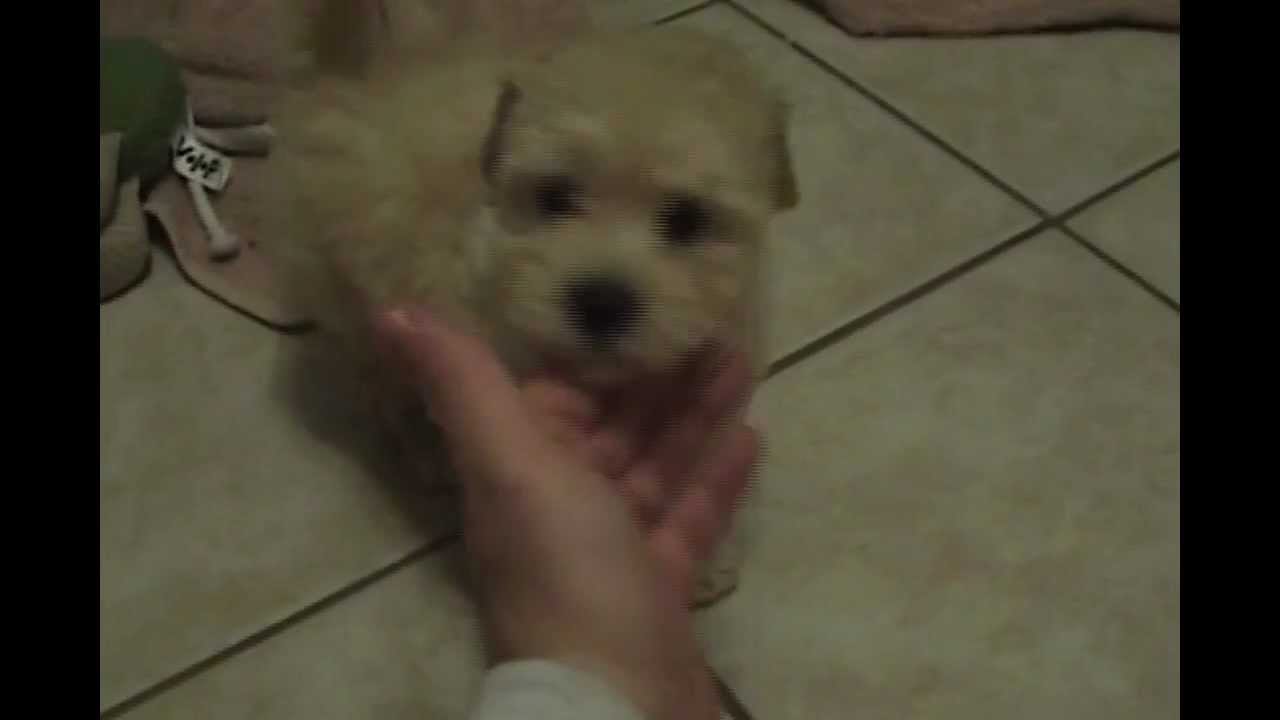 9 week old maltipoo