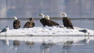 Bald Eagle - Grooming, Drying Wings, Hanging Out With Kids Or Gulls, Flying