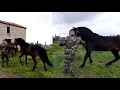 Tutorial como Caballo Tango con Burra Amapola. Intentando su apareamiento