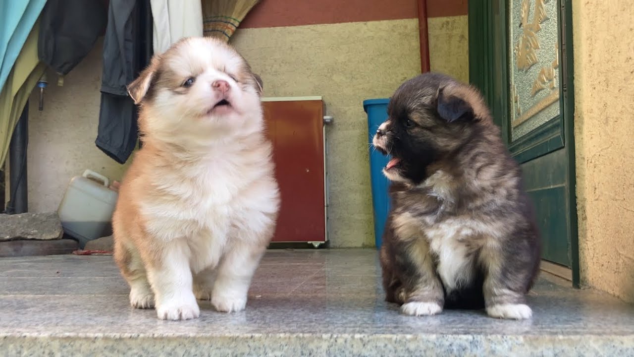 내내 낑낑대기만 하는 영상