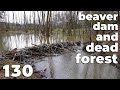 Beavers Destroyed This Forest - Manual Beaver Dam Removal No.130