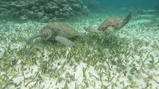 Snorkeling With Sea Turtles in Belize 2025