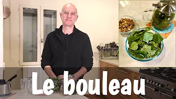 Pourquoi le bouleau est blanc ?