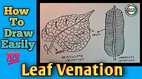 leaf venation diagram/leaf venation drawing/leaf venation reticulate and parallel diagram