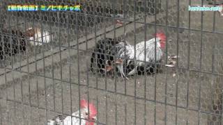 ミノヒキチャボ Long-saddled Bantam http://henteko.net 神奈川県川崎...