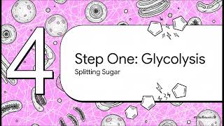 Cellular Respiration FAST 3 Steps for Exams Homework