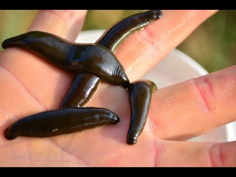 5 FACTS YOU NEED TO KNOW ABOUT LEECHES