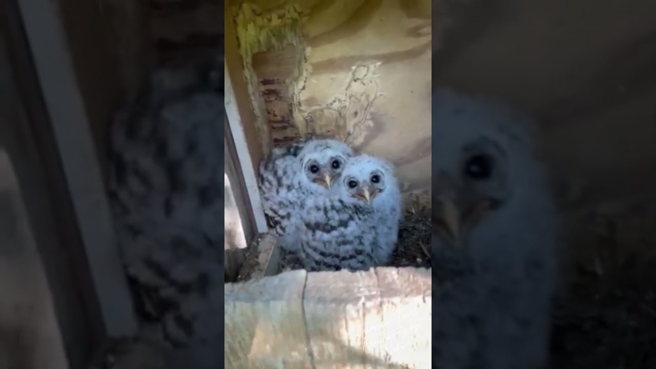Two Barred Owl Chicks in Fairview, Texas | Neighborly by Nature #fairviewtexas