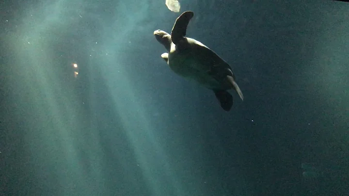 Sea Turtle