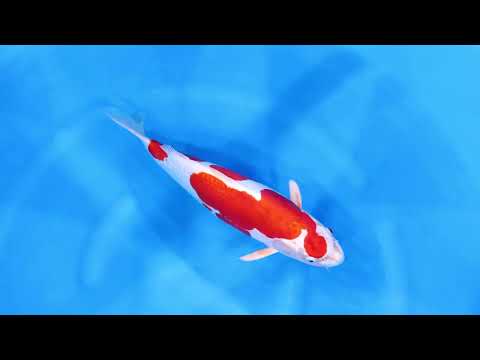 GK-3636 - Kikisui - Marusaka