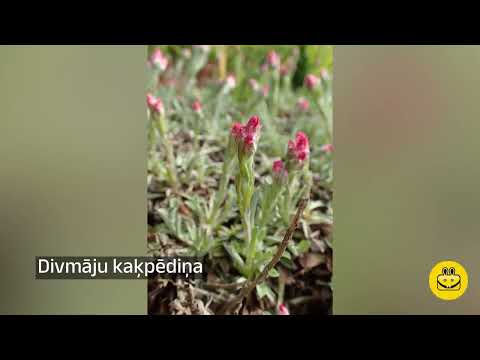 Video: Vienmāju augi: piemēri