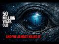 The Whale — The Most Mysterious Creature That Ever Existed