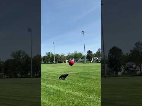 Most fun way to calm a herding dog