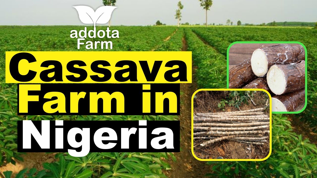 business plan for cassava farming in nigeria