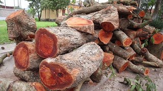 Scary Dangerous Tree Stumps Manufacturing Process | Amazing Compilation Woodworking Skills And Ideas by Woodworking Ideas 4,859 views 3 weeks ago 2 hours, 2 minutes