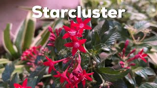 Egyptian Starcluster at Palladium in Mumbai