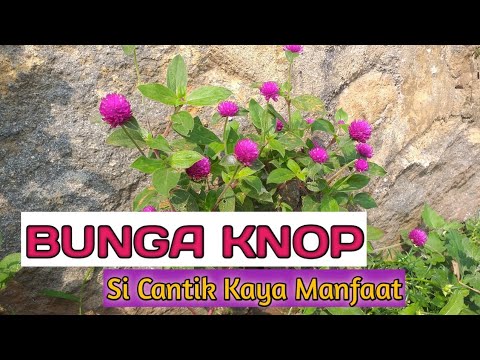 Manfaat Bunga  Kancing Bunga knop  Kamu Harus Tau YouTube