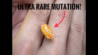 Searching For Rare Isopods In The Wild