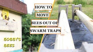 PREPPING A NEW SPOT/MOVING BEES OUT OF THE SWARM TRAP