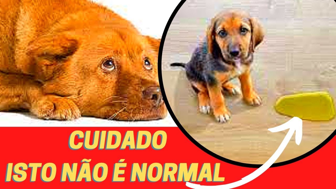 CACHORRO COM SANGUE NA URINA ENTENDA O QUE PODE SER E COMO EVITAR - YouTube