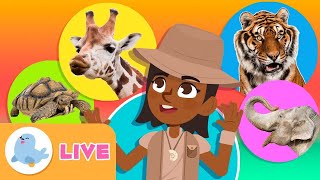 🔴 LIVE 🐬🐘 ANIMALS 🦓🐯 Animals for Kids