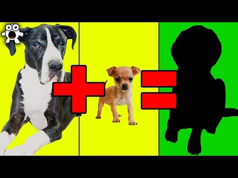 Vidéo: 12 races de chiens avec des manteaux uniques